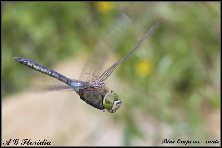 Sympetrum fonscolombii ?